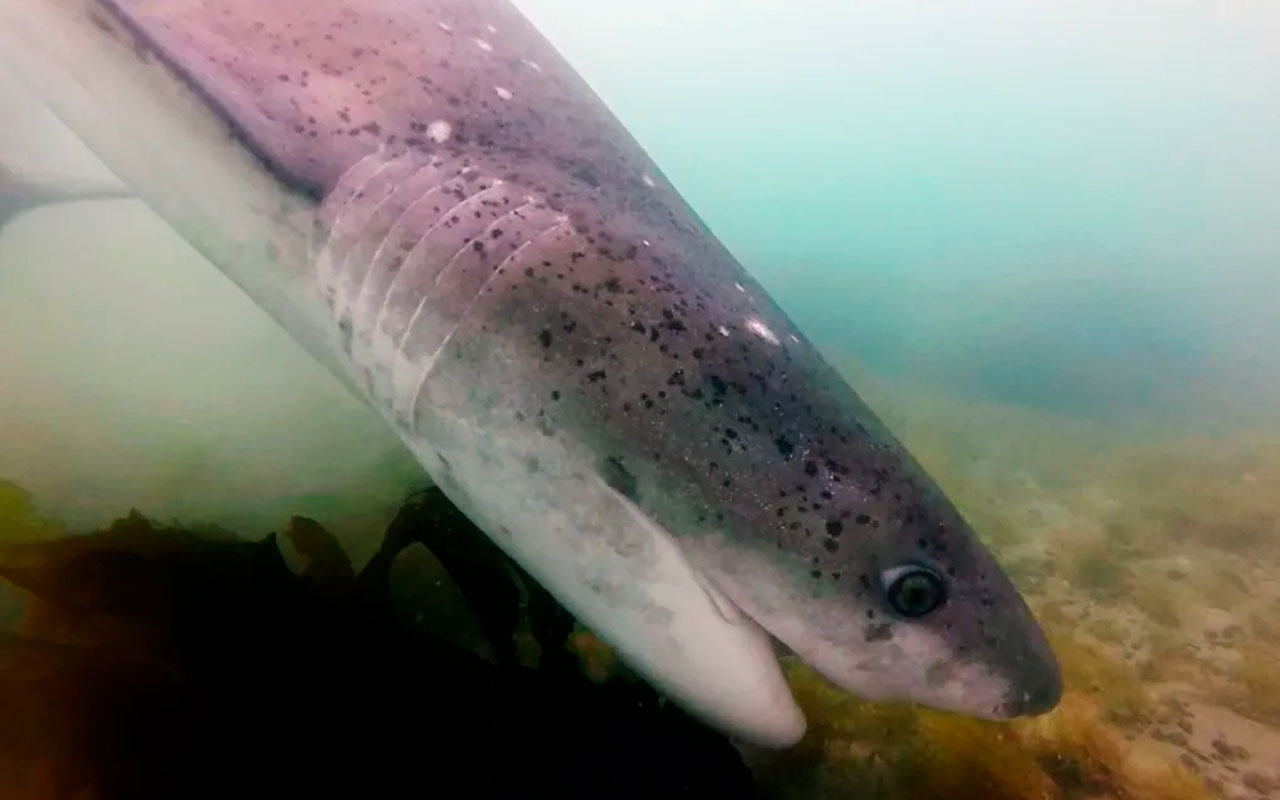 Tiburones en Patagonia: ¿Prohibir la pesca o un mejor control?