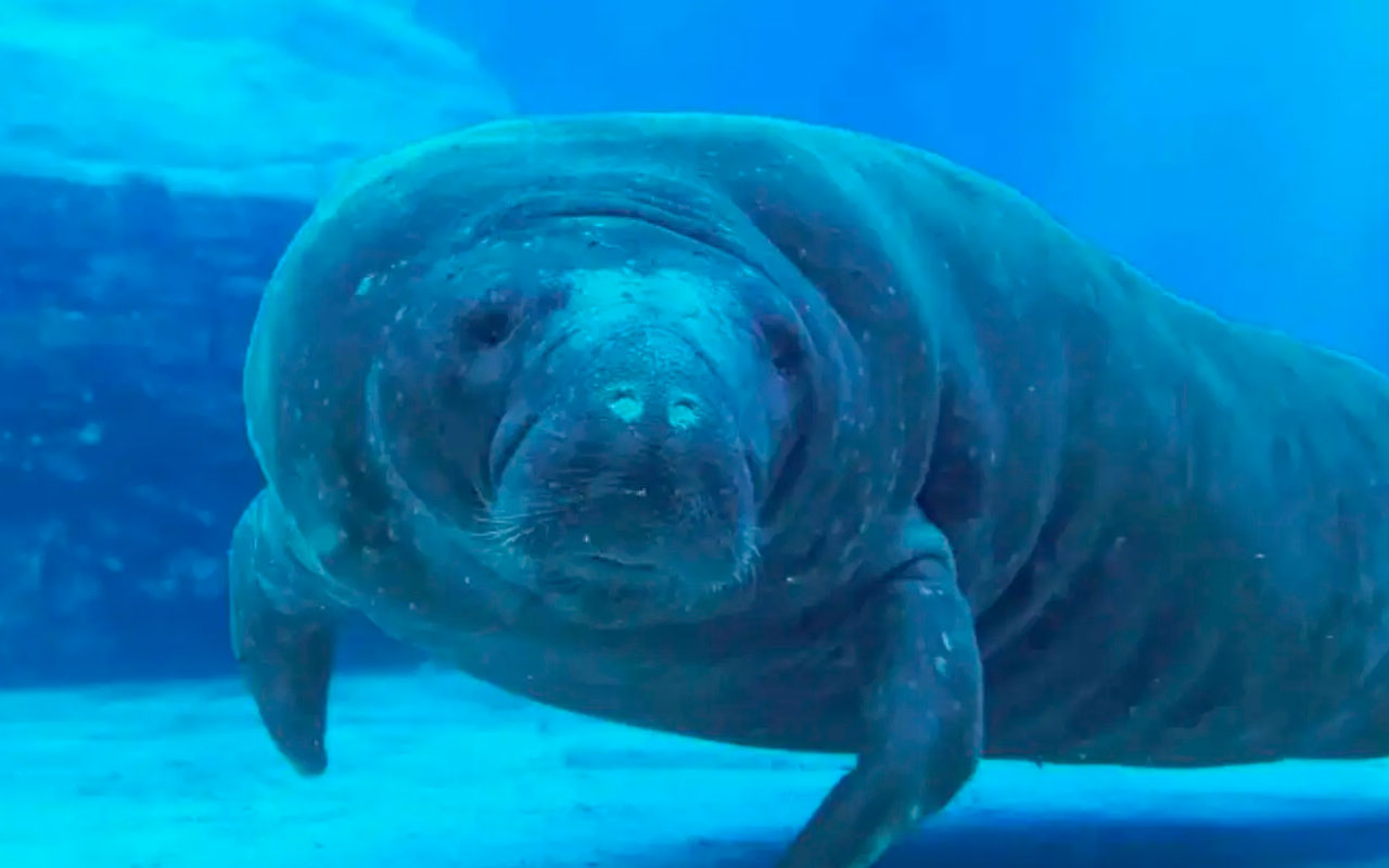 Romeo, el manatí más longevo del mundo recibe récord Guinness