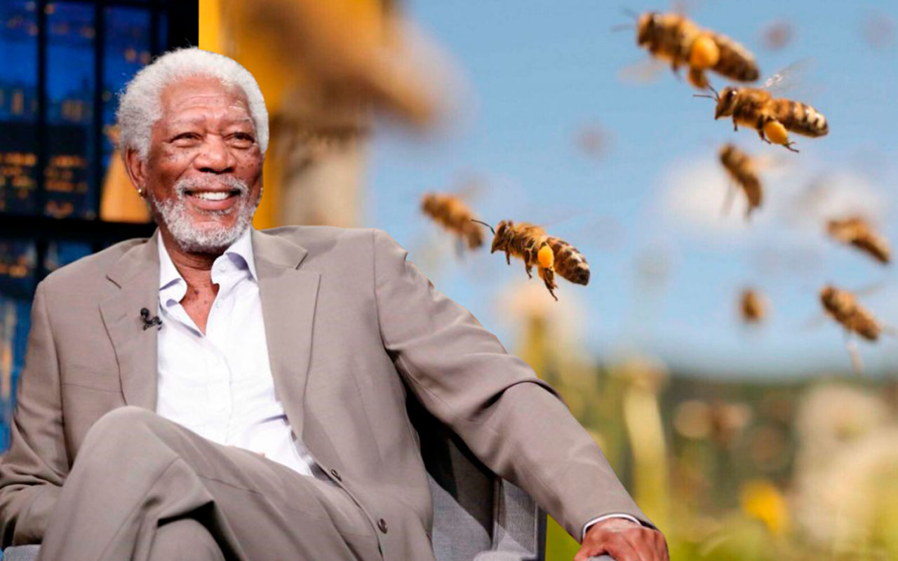 Morgan Freeman transforma 50 hectáreas en refugio de abejas