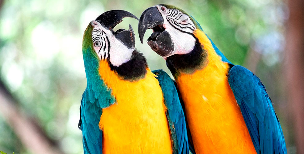 Guacamayas azul y amarilla regresan a Río en el mayor parque urbano de Brasil