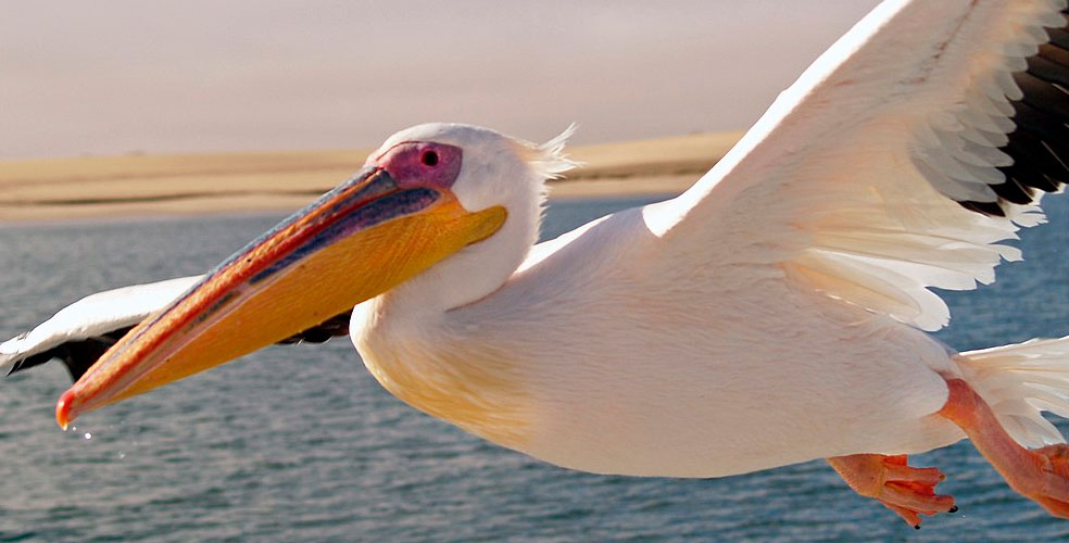 Pelícano peruano al borde del colapso