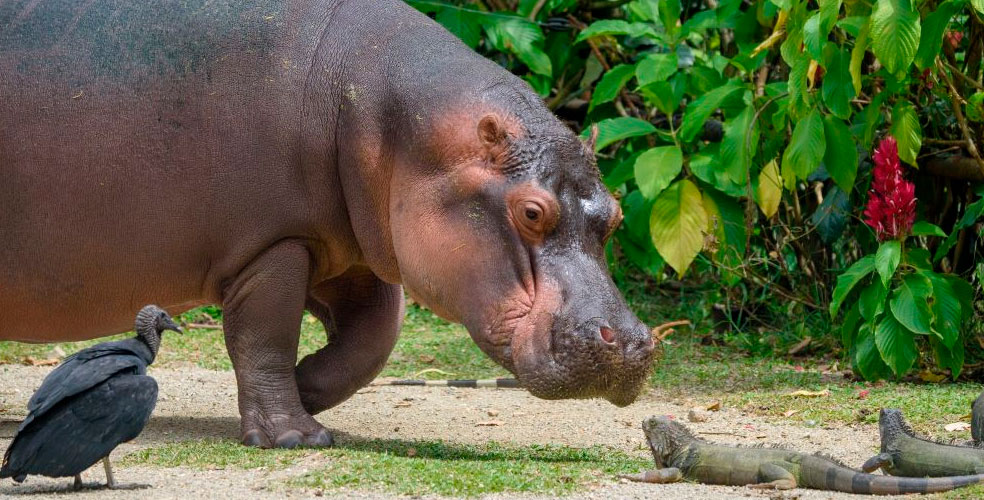 Hipopótamos de Pablo Escobar: Colombia autoriza la eutanasia de 80 ejemplares