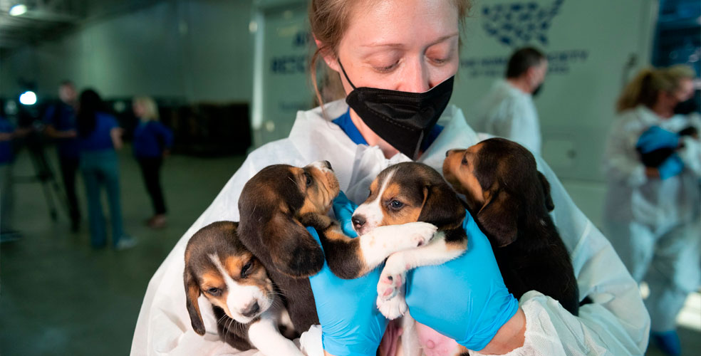 Adopción de animales de laboratorio