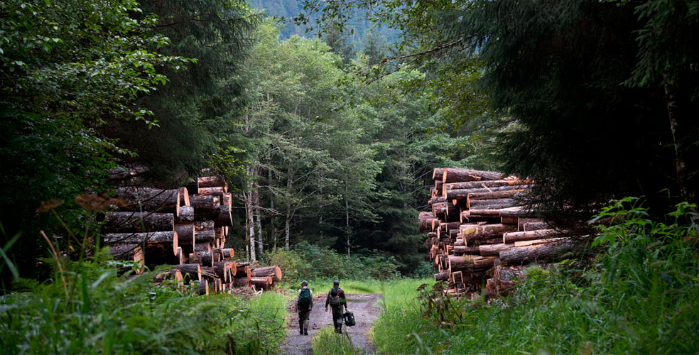 Jueza de Alaska frena la tala en la selva más grande de EE.UU.