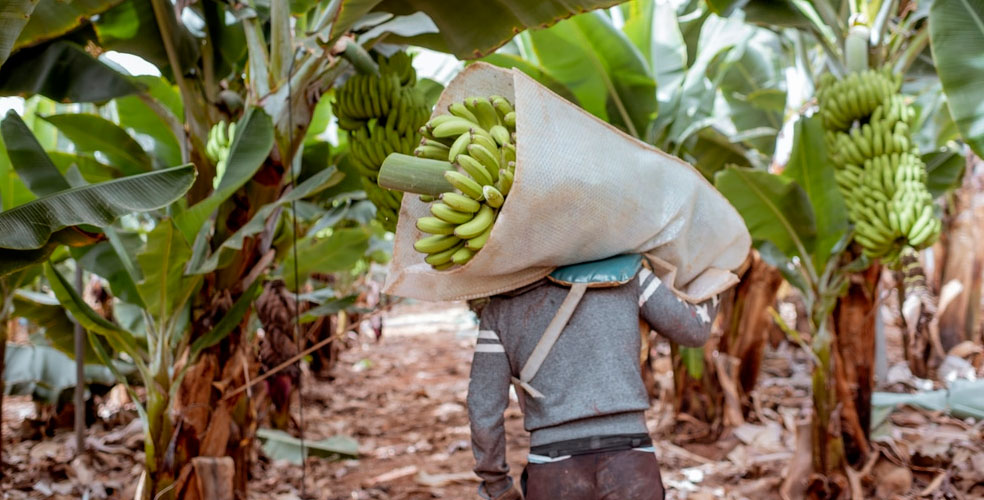 Troncos de banano: de residuos a ropa y papel sostenible