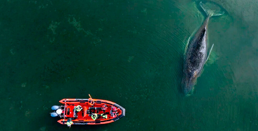 Timmy nada libre: la ballena varada que paralizó a Alemania logró escapar