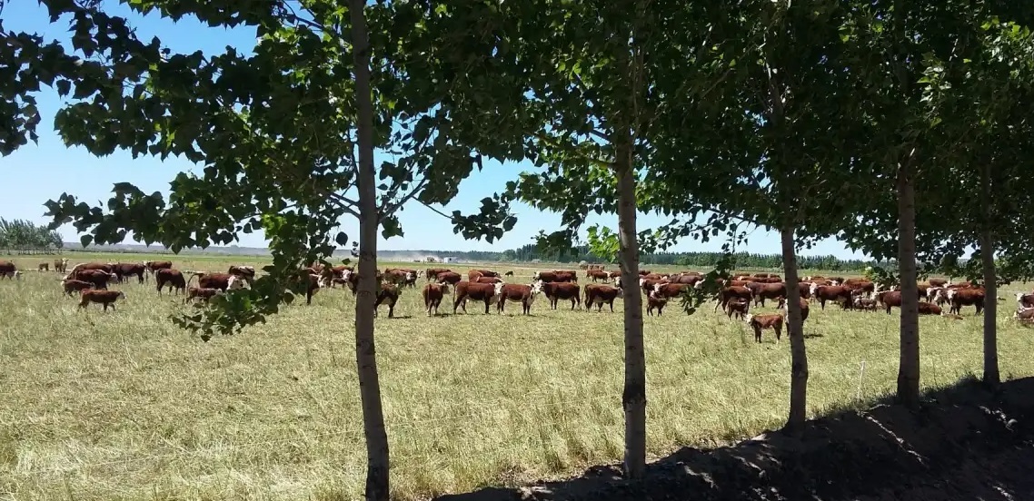 Pastoreo regenerativo y créditos de carbono: el plan que quiere salvar 10 millones de hectáreas de la Patagonia