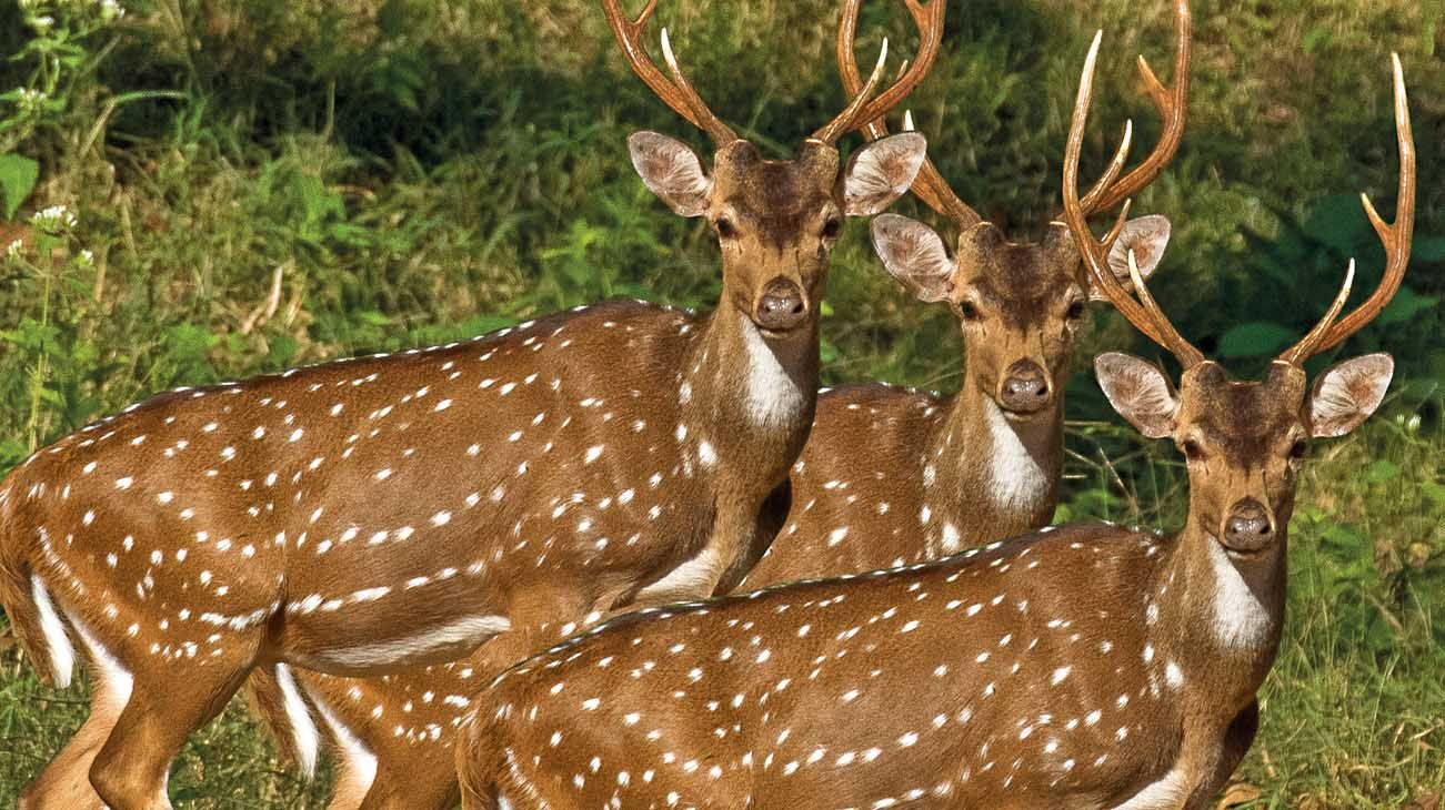 La plaga que se volvió negocio