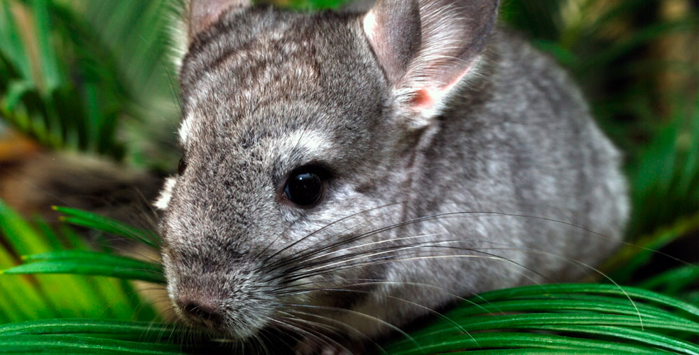 América Latina perdió tres especies en 2025: el mapa de una extinción silenciosa