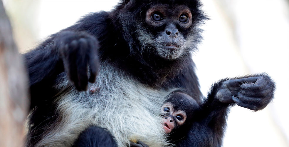 Nace un monito araña que se creía extinto