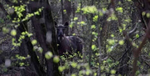 Las zonas prohibidas para humanos se convirtieron en el mayor refugio de vida silvestre del planeta