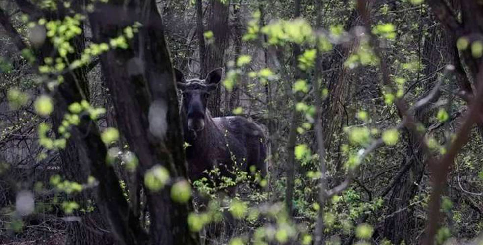 Las zonas prohibidas para humanos se convirtieron en el mayor refugio de vida silvestre del planeta