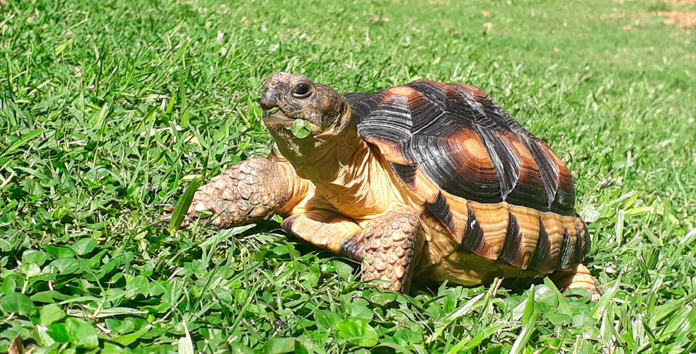 Argentina tendrá su primer santuario exclusivo para tortugas terrestres en peligro de extinción