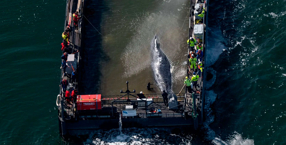 Avanza el rescate de Timmy, la ballena varada en Alemania