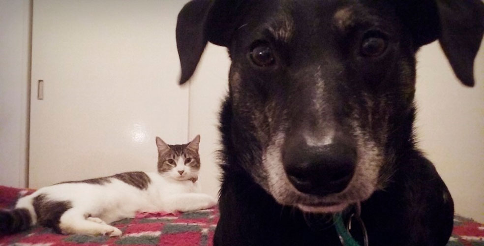 Día del Animal: cuidar a las mascotas también protege la salud humana