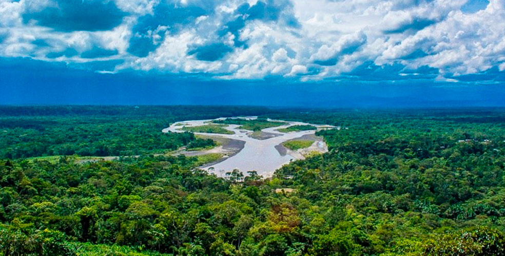 La deforestación tropical cayó un 36% en 2025: Brasil lidera la mayor victoria ambiental en años