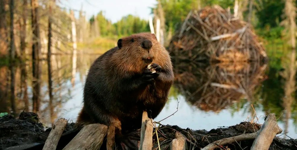 El enemigo oculto que devasta bosques milenarios patagónicos