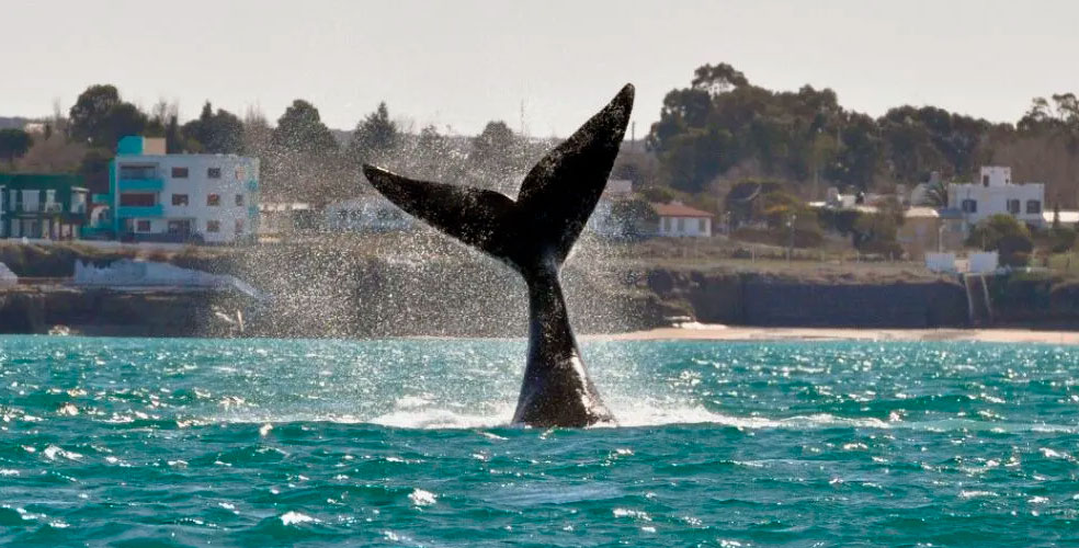 El Golfo San Matías, hogar de las ballenas francas, en peligro mortal por el avance petrolero de YPF y Vaca Muerta