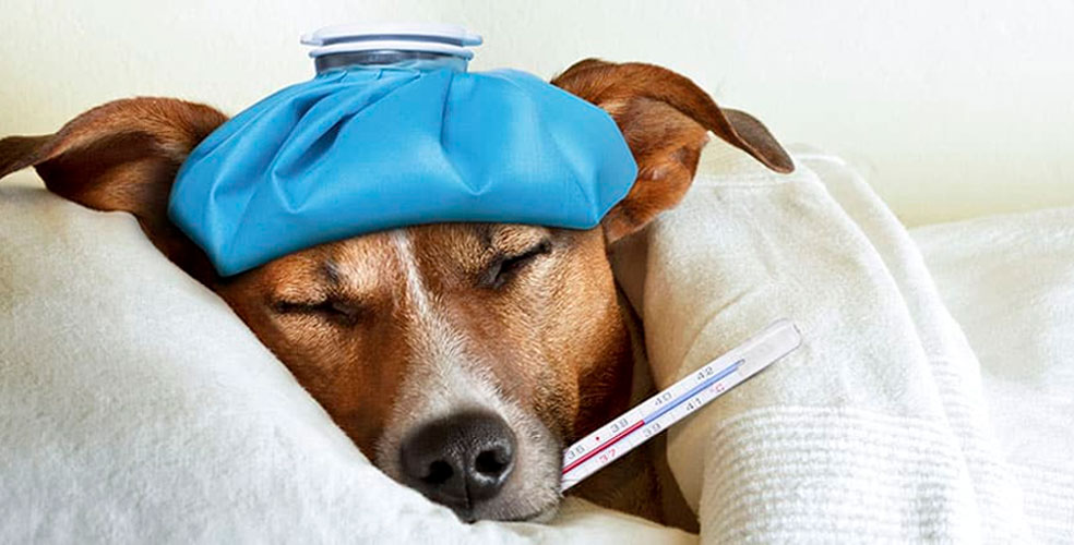 ¡Italia aprueba licencia laboral para cuidar mascotas enfermas!