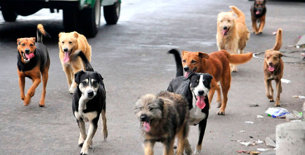 Perros callejeros en Argentina