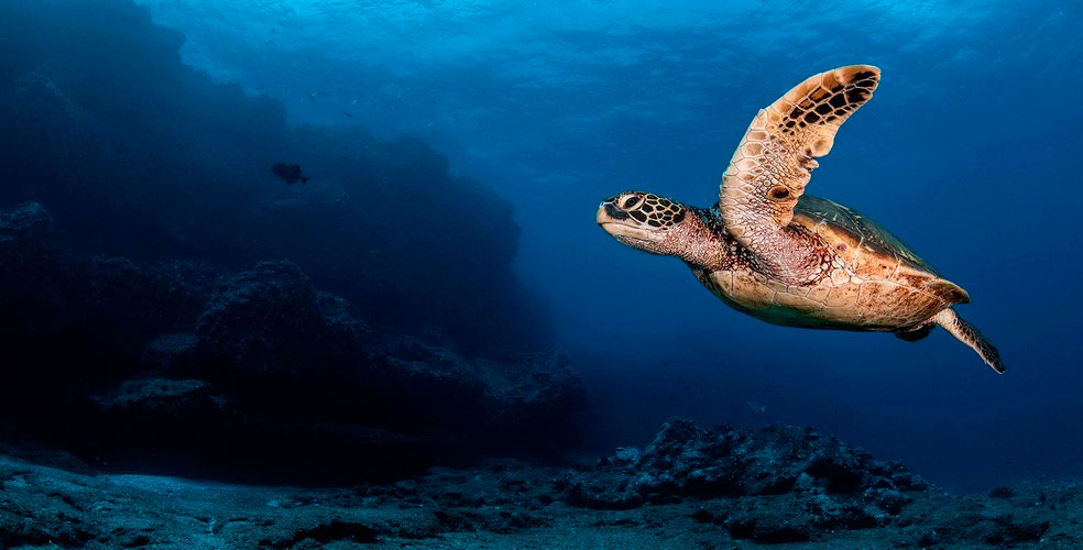 Pescadores y científicos blindan la Reserva Marina Hermandad en Galápagos