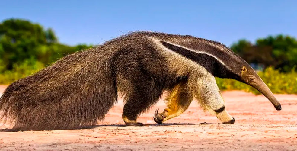 Un gigante que regresa a Argentina