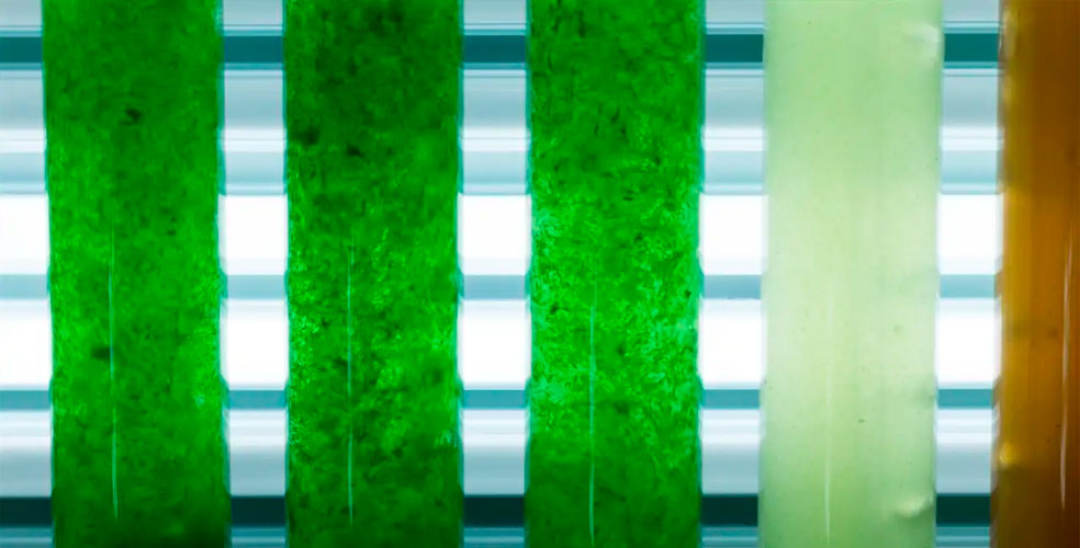 Biodiesel a partir de algas y conchas de ostras