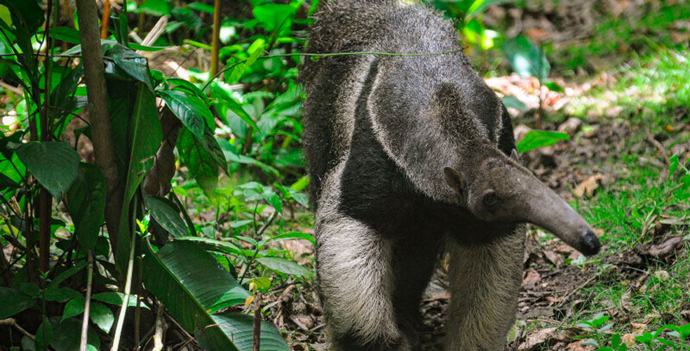 El oso hormiguero gigante vuelve: 130 años después, cruza fronteras y conquista América Latina
