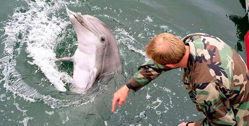 Delfines kamikazes: el arma secreta soviética que Irán compró a precio de saldo y ahora amenaza con usar contra EE.UU.