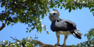 Panamá en alerta: un tercio de sus aves migratorias enfrenta extinción
