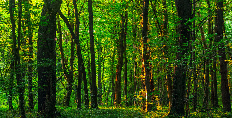 Plantar árboles no alcanza: la ONU exige salvar los bosques que ya existen
