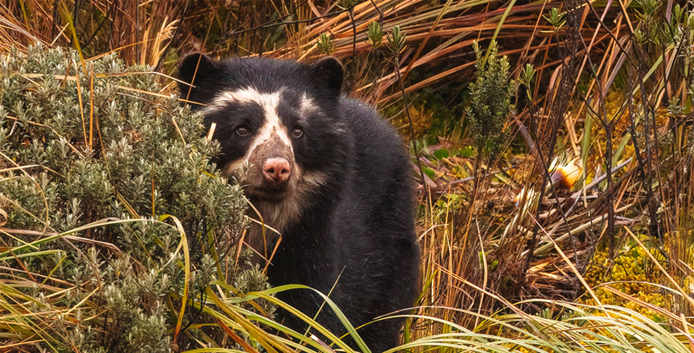 El oso andino vuelve a los Andes colombianos