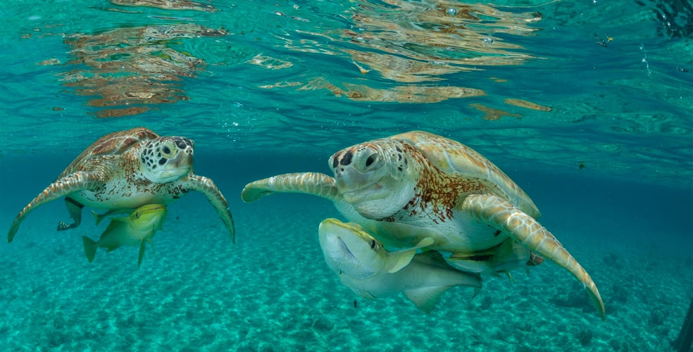Plástico en el Mediterráneo: el 74% de las tortugas marinas lleva basura en su cuerpo