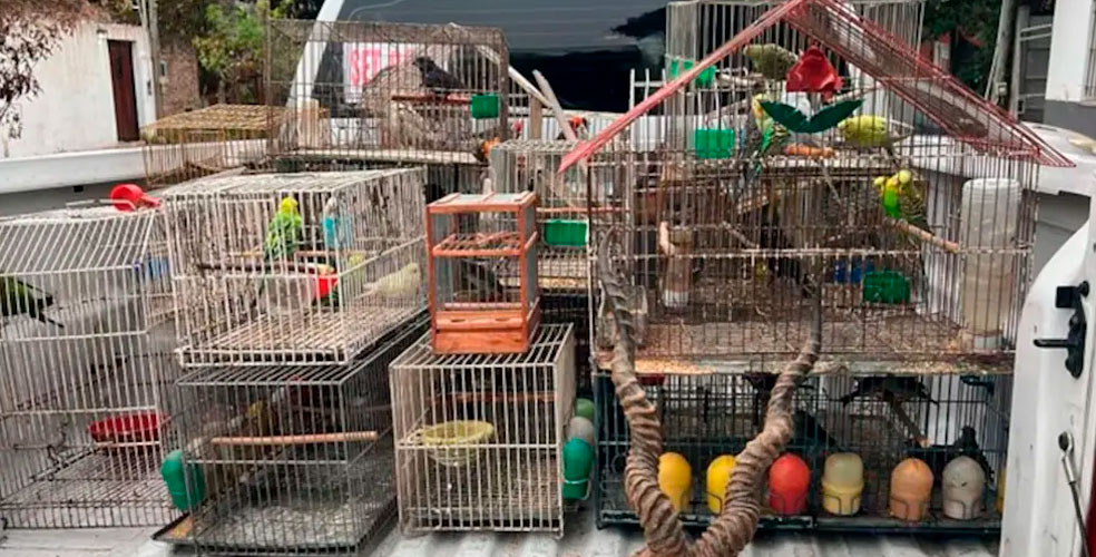 Caída de una red: vendían animales silvestres en redes sociales y los enviaban por todo el país