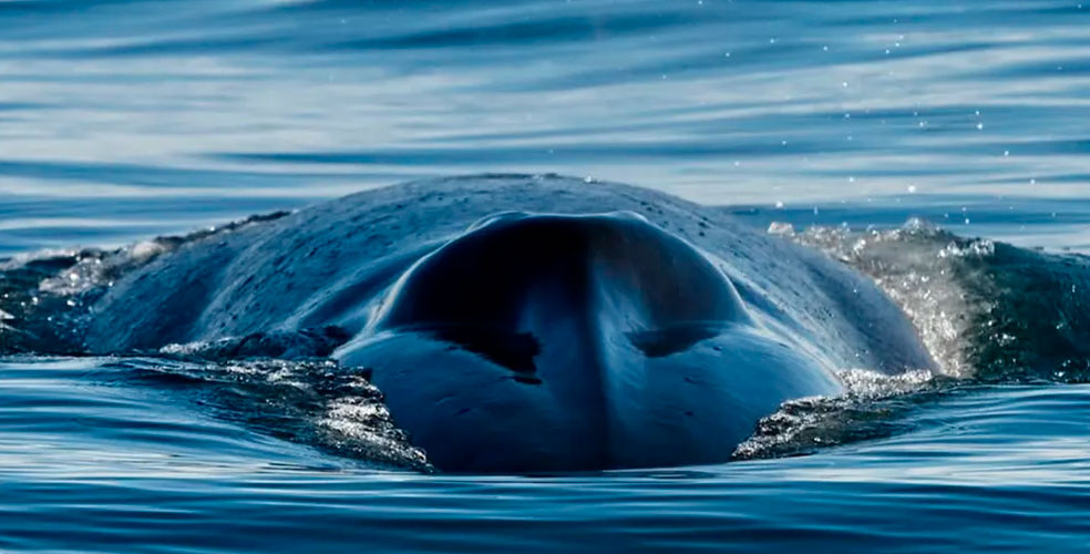 Ballena azul en peligro de extinción aparece por primera vez frente a Comodoro Rivadavia