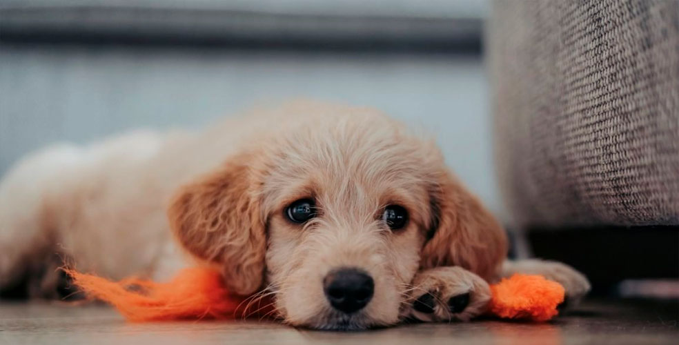 España prohíbe dejar solo a un perro más de 24 horas: multas de hasta 321 millones de pesos