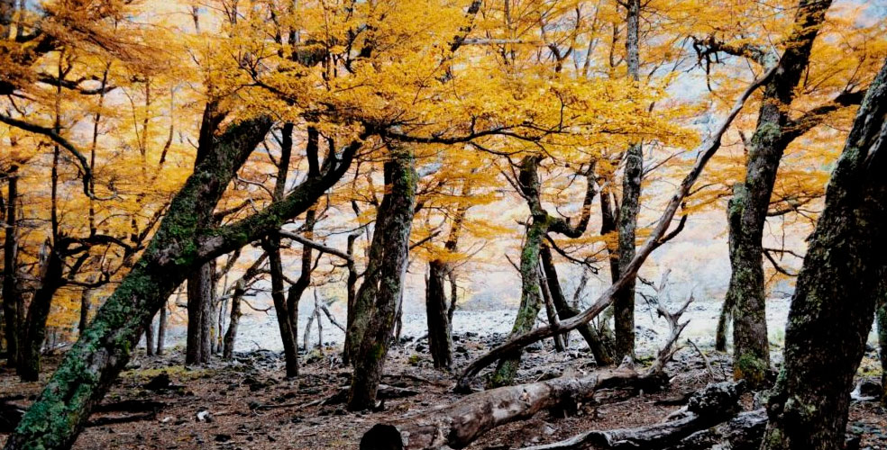 La Corte Suprema frena al gobierno de Milei por la eliminación del fondo para bosques nativos