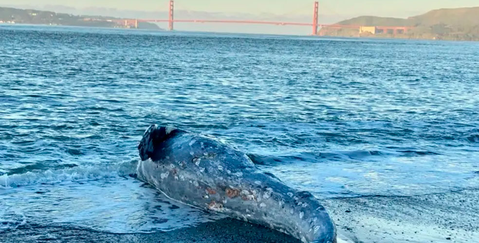 Ballenas grises mueren en tiempo récord en la bahía de San Francisco