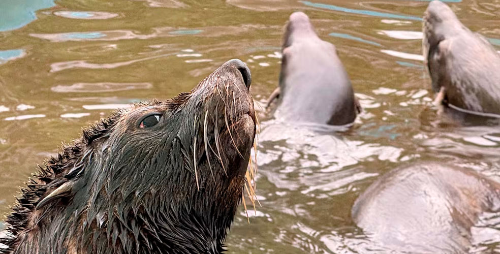 Los lobos marinos del ex Aquarium ya tienen nueva casa