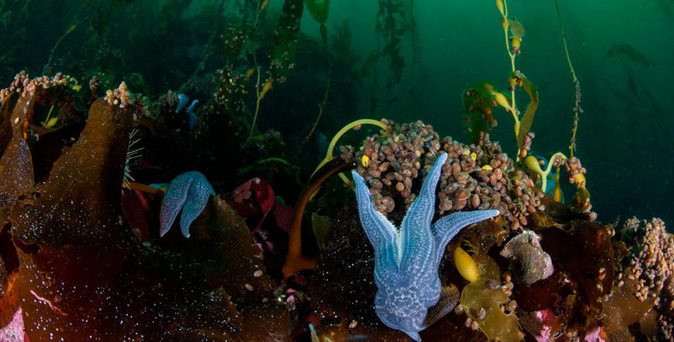 La mitad de las selvas submarinas del planeta desapareció: la crisis que nadie ve