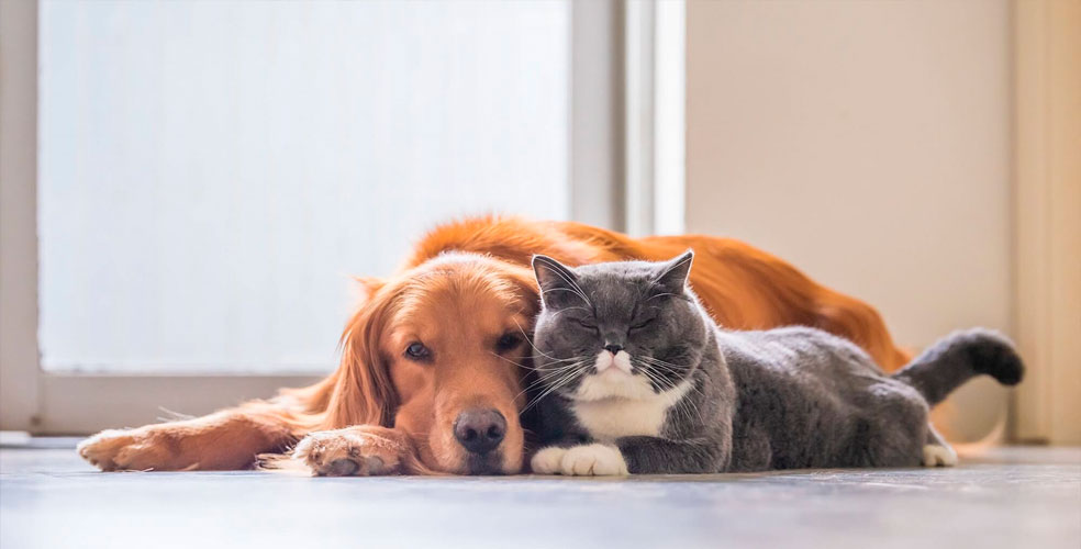 Prepaga para mascotas: el negocio que crece mientras cierran maternidades en Argentina