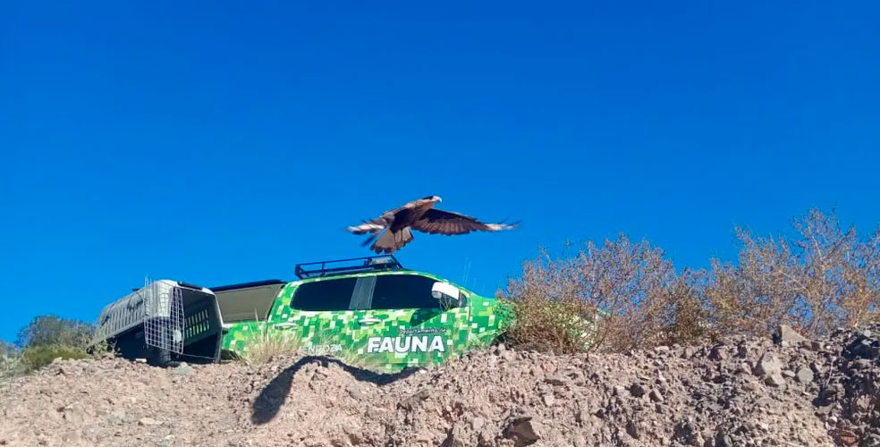 Seis animales silvestres volvieron a la libertad tras años de cautiverio ilegal en Mendoza