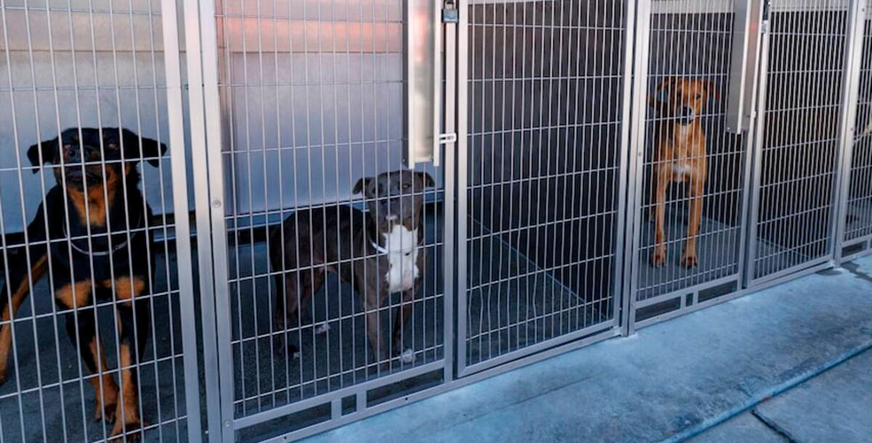Nueva York destina US millones para transformar los refugios de perros y gatos