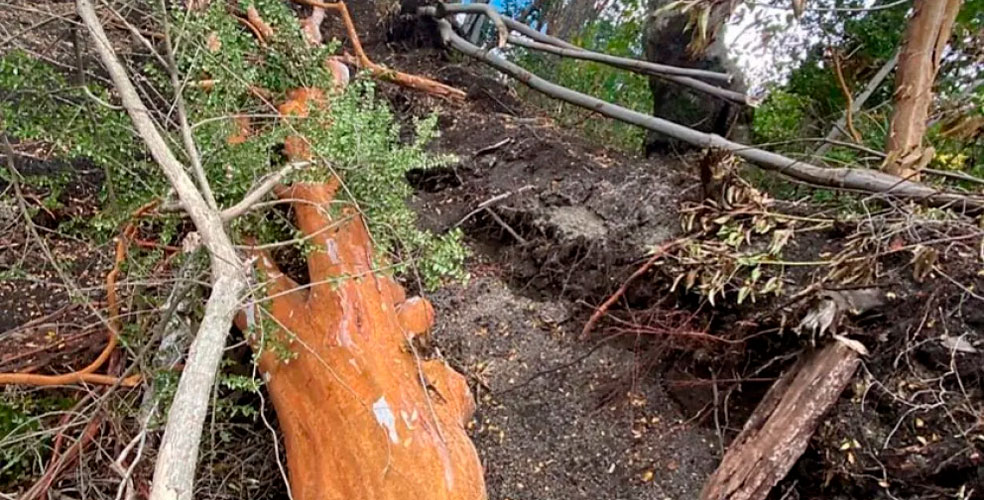 Talaron 15 arrayanes en la Patagonia: los obligan a plantar 57 árboles, pero el daño tardará años en revertirse